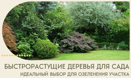 Быстрорастущие деревья для сада идеальный выбор в Муре