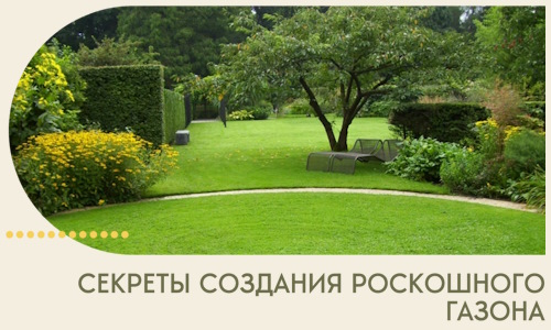 Секреты создания роскошного газона в Муре
